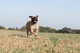 BULLMASTIFF 111